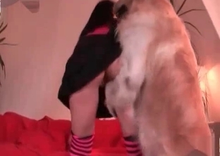 Dog is looking for bestiality action