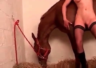 Stallion drilled a hot girl in black stockings