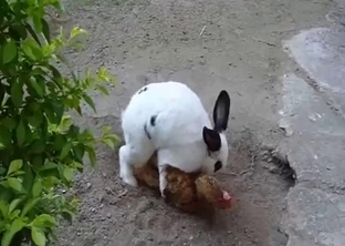 Rabbit is trying to fuck with a cock