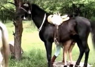 Stallion enjoys brutal bestiality