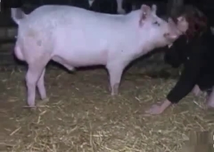 Nice pig licks her little snatch