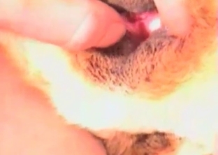 Shepherd licks a small cock
