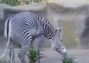 Zebras are trying to screw in the local zoo