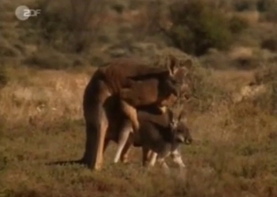 Kangaroos are screwing in the desert