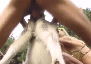 Male fucks a cute small goat in front wife