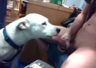 Cute white doggy licks my dick with love