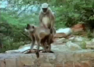 Cute small monkeys have nice bestial sex