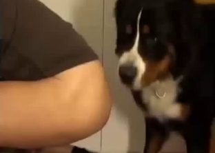 The asshole of a horny dog gets totally dominated