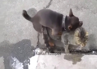 A dog is trying hard to fuck a hot kitty