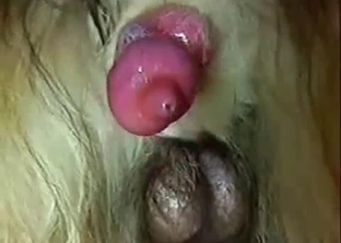 This doggy dick looks so freaking tasty