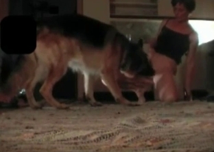 Dog is trained for pleasure only