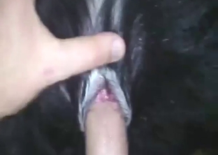 Thirsty guy fucking a dog to creampie it hard