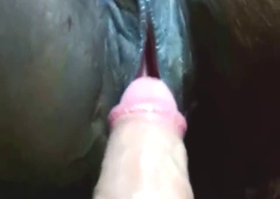 Good-looking zoophile cock fucking a mare