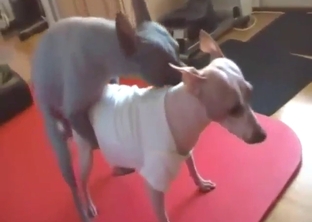 Terrier with no hair fucking a dog in zoo XXX