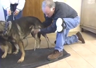 Gathering dog's cum for a fun XXX experience