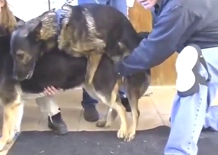 Gathering dog's cum for a fun XXX experience