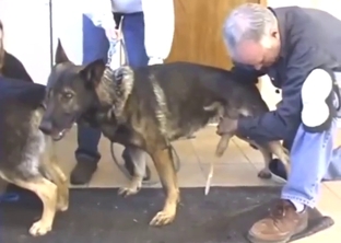 Gathering dog's cum for a fun XXX experience