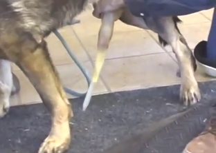 Gathering dog's cum for a fun XXX experience
