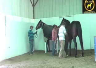 Dude has horses sniffing each other and such