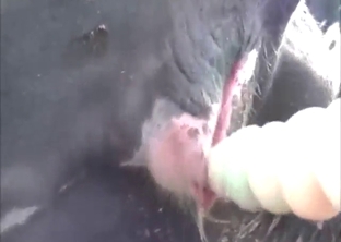 Cow dildo pleasures with plenty of close-ups