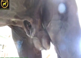 Examination of a beast's hard dick outside