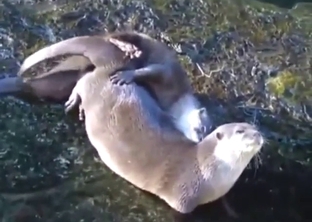 Otter-on-otter fucking with lots of sexy noises