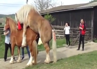 Horse is going to fuck another horse with its D
