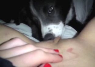 Puppy licking that oozing fucking cunt in POV
