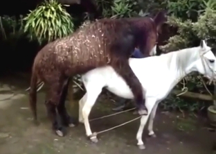 Donkey fuck movie with big dicks, loud noises