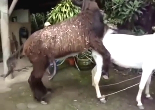 Donkey fuck movie with big dicks, loud noises