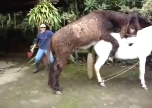 Donkey fuck movie with big dicks, loud noises