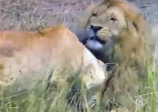 Lion fuck scene with animal that want to get off