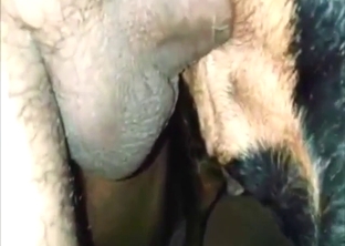 Dude exploring a dog's hole with his hard penis