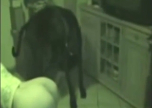 Black dog's dick is going to make her pussy scream