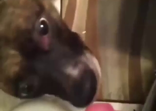 Pretty dog is going to worship this dude's crotch