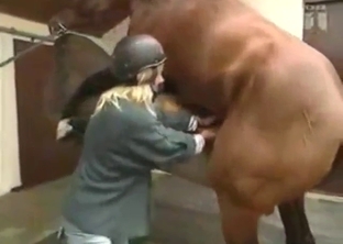 Horse with a huge dick stroked by a horny lady