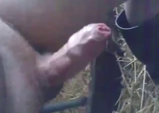 Calf blowjob with a horny animal licking fat dick