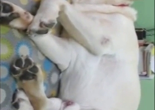 Lab cumshot with a horny white animal convulsing