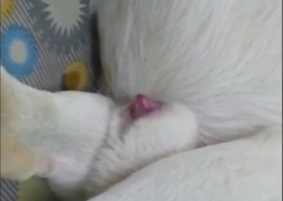 Lab cumshot with a horny white animal convulsing