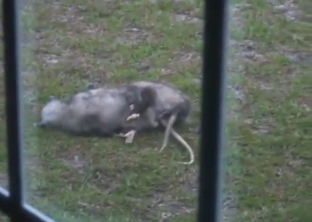 Possum fuck scene with two animals screwing