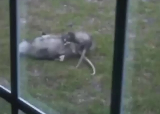 Possum fuck scene with two animals screwing