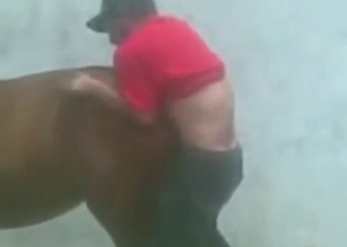 Mare's wet vaginal walls explored by a zoophile