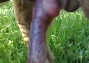 Dog shows its penis in a public setting for you