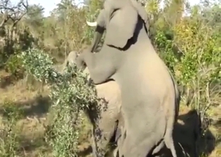 Gay elephants fucking each other almost senseless