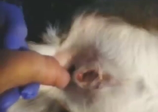 Doe is going to get that asshole fucked silly