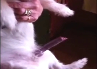 Dog gets horny as fuck and shows stiff penis