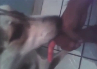 Husky fuck with a slutty dog licking that penis