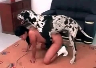 Dalmatian likes nasty bestiality sex