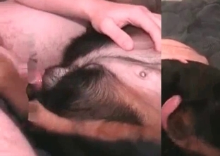 Dog licks her accurate snatch