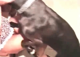 Cunt drilled by a cute-looking doggy